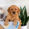 Image of Iyla, a Golden Retriever puppy