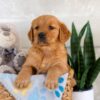 Image of Iyla, a Golden Retriever puppy