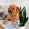 Image of Iyla, a Golden Retriever puppy