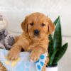 Image of Iyla, a Golden Retriever puppy