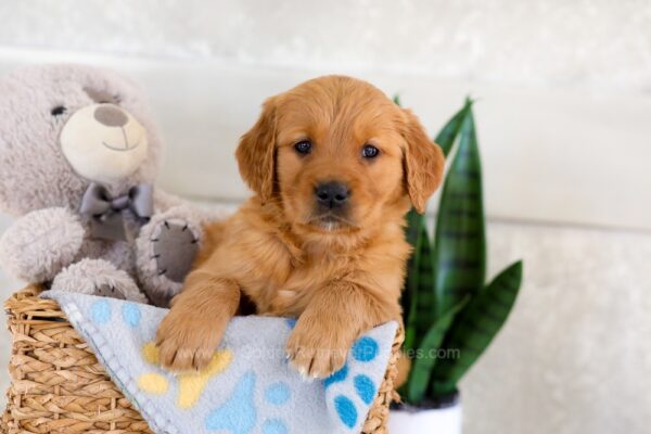 Image of Iyla, a Golden Retriever puppy