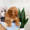 Image of Izzy, a Golden Retriever puppy