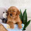 Image of Izzy, a Golden Retriever puppy