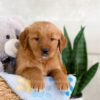 Image of Izzy, a Golden Retriever puppy