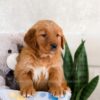 Image of Izzy, a Golden Retriever puppy