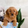 Image of Izzy, a Golden Retriever puppy