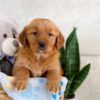 Image of Izzy, a Golden Retriever puppy