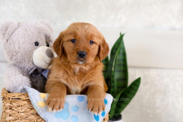 Image of Izzy, a Golden Retriever puppy