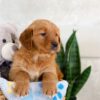 Image of Izzy, a Golden Retriever puppy