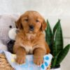 Image of Izzy, a Golden Retriever puppy