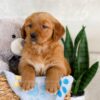 Image of Izzy, a Golden Retriever puppy