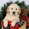 Image of Jack, a Golden Retriever puppy