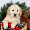 Image of Jack, a Golden Retriever puppy