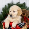 Image of Jack, a Golden Retriever puppy