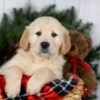 Image of Jack, a Golden Retriever puppy