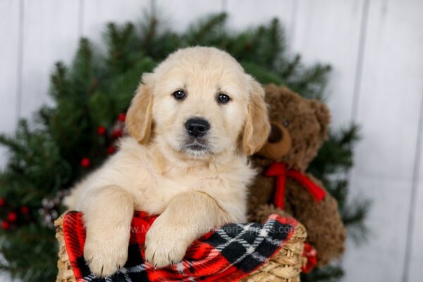 Image of Jack, a Golden Retriever puppy