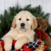 Image of Jack, a Golden Retriever puppy