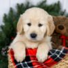 Image of Jack, a Golden Retriever puppy