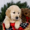 Image of Jack, a Golden Retriever puppy