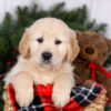 Image of Jack, a Golden Retriever puppy