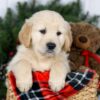 Image of Jack, a Golden Retriever puppy