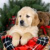 Image of Jan, a Golden Retriever puppy