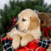 Image of Jan, a Golden Retriever puppy