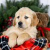 Image of Jan, a Golden Retriever puppy