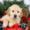 Image of Jan, a Golden Retriever puppy