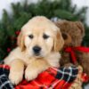 Image of Jan, a Golden Retriever puppy