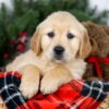 Image of Jan, a Golden Retriever puppy