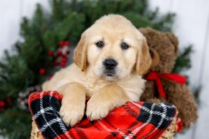 Image of Jan, a Golden Retriever puppy