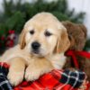 Image of Jan, a Golden Retriever puppy