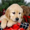 Image of Jan, a Golden Retriever puppy