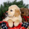 Image of Jan, a Golden Retriever puppy