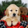 Image of Jan, a Golden Retriever puppy