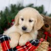 Image of Jay, a Golden Retriever puppy