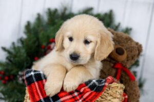 Image of Jay, a Golden Retriever puppy