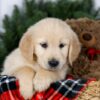 Image of Jay, a Golden Retriever puppy