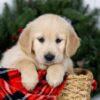 Image of Jay, a Golden Retriever puppy