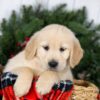 Image of Jay, a Golden Retriever puppy