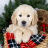 Image of Jeff, a Golden Retriever puppy