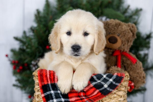 Image of Jeff, a Golden Retriever puppy