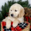 Image of Jeff, a Golden Retriever puppy