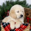 Image of Jeff, a Golden Retriever puppy