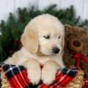 Image of Jeff, a Golden Retriever puppy