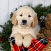 Image of Jeff, a Golden Retriever puppy