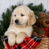 Image of Jeff, a Golden Retriever puppy