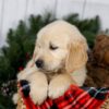 Image of Jeff, a Golden Retriever puppy