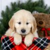 Image of Jenny, a Golden Retriever puppy